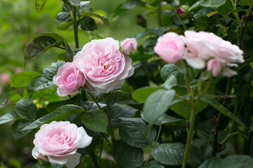 Blooming rose in the garden on a sunny day. Rose Olivia