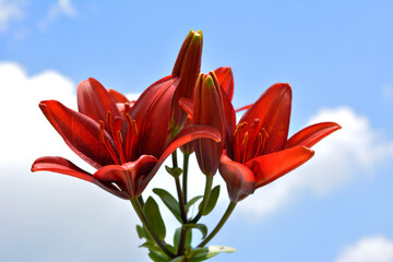赤い百合、光、緑、ユリ、青空、花畑、花イメージ素材