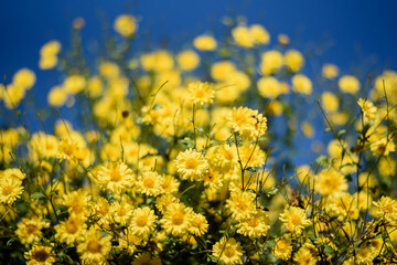 Fototapeta na wymiar yellow chrysanthemum(daisies) flower in blue sky , which flowers In traditional Chinese medicine