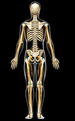 3d rendered medically accurate illustration of the nervous system and skeleton system