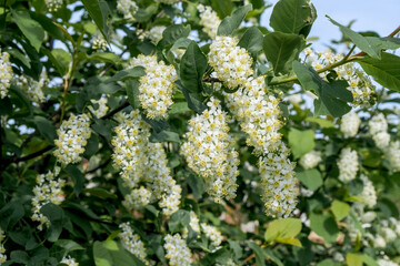 Chokecherry (Prunus virginiana) in orchard, Central Russia