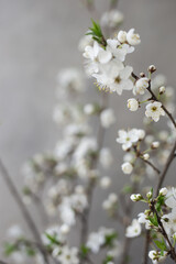 White flower cherry blossom on a grey background postcard spring wallpaper