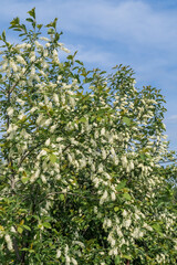 Fototapeta na wymiar Chokecherry (Prunus virginiana) in orchard, Central Russia