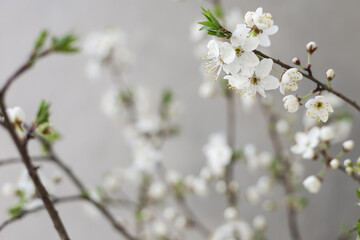 White flower cherry blossom on a grey background postcard spring wallpaper