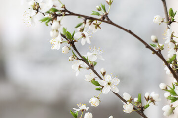 White flower cherry blossom on a grey background postcard spring wallpaper