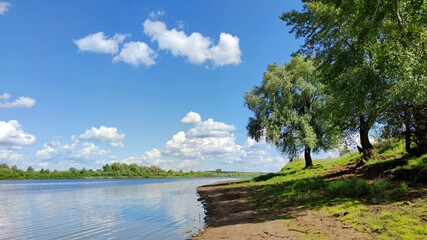 birch trees with green foliage by the river on a sunny day against a blue sky