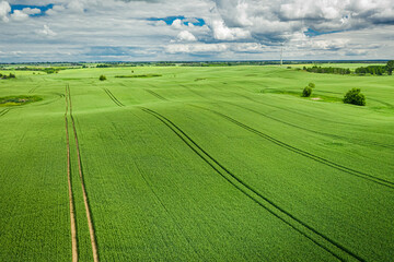 Beautiful aerial view of green field in summer