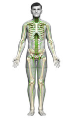 3d rendered medically accurate illustration of a male lymphatic system
