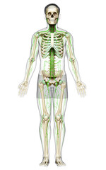 Fototapeta na wymiar 3d rendered medically accurate illustration of a male lymphatic system