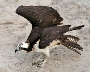 Osprey Bird Photo. Picture. Image. Portrait. Osprey close-up profile view. Spread wings. Brown color.