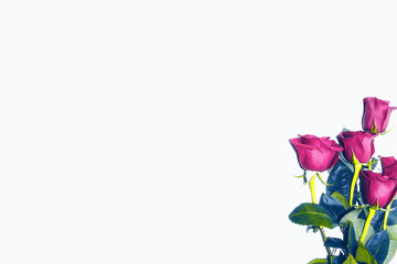 Flower bud roses on a white background