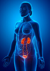 3d rendered, medically accurate illustration of the female highlighted kidneys and urinary system