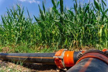 irrigation pipe in corn field.