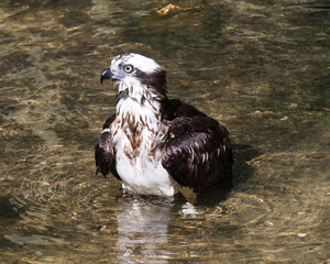 Osprey Bird Stock Photos.  Osprey bird head close-up profile view in water. Osprey portrait. Osprey image. Osprey picture.