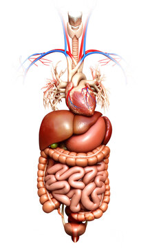 3d rendered medically accurate illustration of  Digestive System