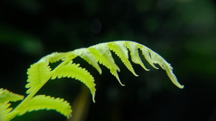 green fern leaf