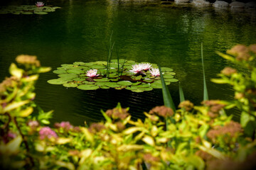 water lilies in the pond