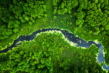 Beautiful blooming algae on the river in spring, aerial view