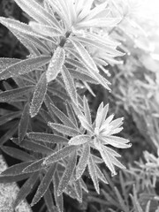 Plant with raindrops