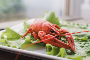Hot delicious crayfish on a plate. Crayfish. Red boiled crawfishes. Lobster closeup.