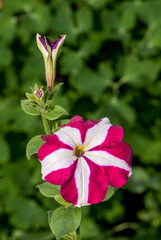 Petunia (Petunia hybrida) in garden, Central Russia