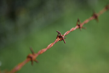 Rusty steel barbed wire on a blurry green background