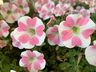 Petunia Surfinia Heartbeat. White flowers with pink hearts in beautiful petals.