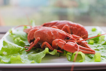 Hot delicious crayfish on a plate. Crayfish. Red boiled crawfishes. Lobster closeup.