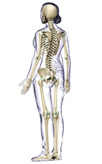 3d rendered, medically accurate illustration of a female skeleton system