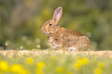 European rabbit basking