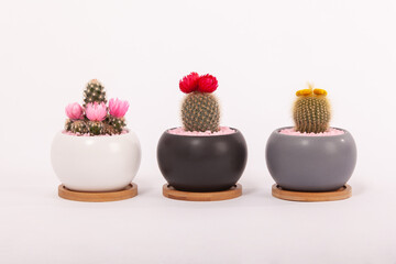 Small decorative pots with flowers cacti. Succulent plants, house plants with ceramic round pots for home. Cactus lover