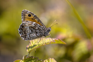 Rock grayling butterfly