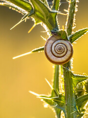 Small snail resting under setting sun