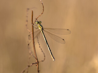 Southern emerald damselfly