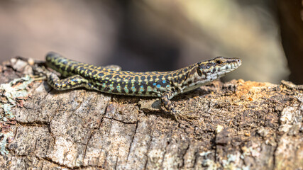 Tyrrhenian wall lizard