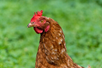 healthy chicken in the garden.