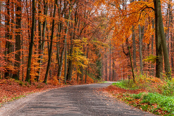 Obraz premium Amazing brown forest in the fall, Poland