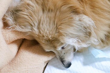 眠る１８歳　ミニチュアダックスフント