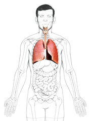 3d rendered, medically accurate illustration of a male lung anatomy
