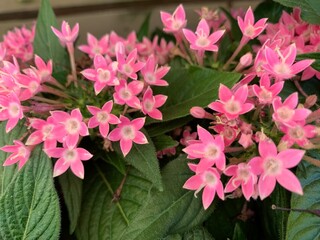 Beautiful gilliflower in the garden on a summer day ,Needle flowers are available in many colors, such as pink, red, purple.