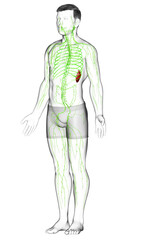 Fototapeta premium 3d rendered medically accurate illustration of a male lymphatic system