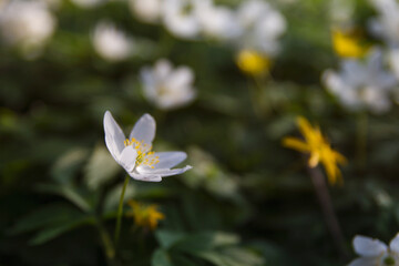 white wood anemone in the springtime forest