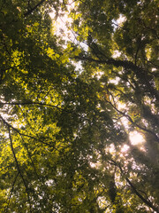 sun rays in the forest