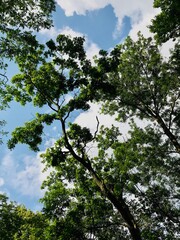 tree and sky