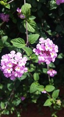 Obraz premium PINK LANTANA FLOWER FROM GARDEN
