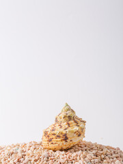 Spiral seashell closeup on white background