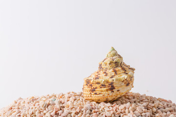 Spiral seashell closeup on white background