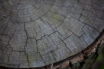 Fototapeta premium Wood background. Rings of a tree on a cut of a log. Old wooden oak tree cut surface. Detailed dark brown and orange tones of a felled tree trunk or stump. Organic texture with closeup of end grain