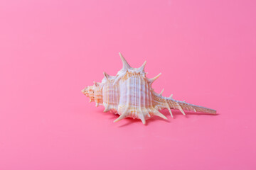Spiral shell closeup on pink background