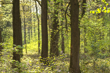 green forest in spring